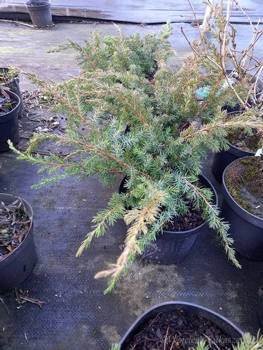 Jałowiec nadbrzeżny - Juniperus conferta Schlager na Arena.pl