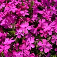 Floks szydlasty 'McDaniel's Cushion' Różowy, Płomyk (Phlox subulata)