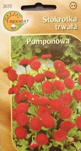 Stokrotka trwała pomponowa czerwona na Arena.pl