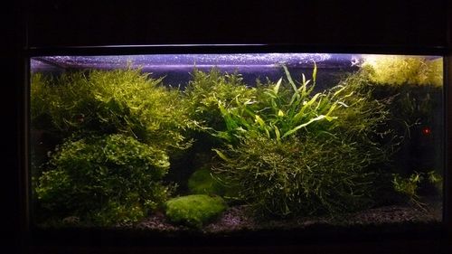 Czarny Piasek Żwirek do Akwarium Naturalny Doskonały dla Roślin 24kg 2-3mm na Arena.pl