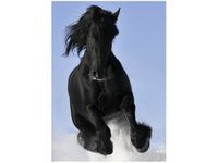 50X70CM BLACK&WHITE OBRAZ PION ŚCIAN