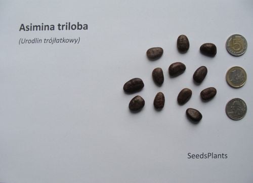 URODLIN TRÓJŁATKOWY Asimina triloba NASIONA 10 sztuk - 10g. na Arena.pl