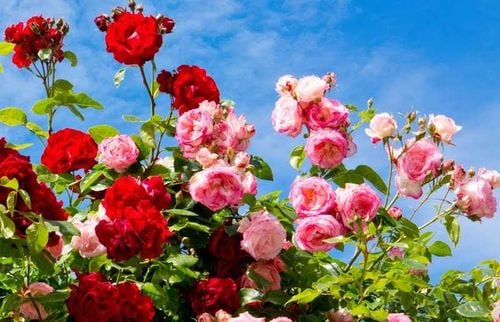 inco florovit roza 3kg ./in/ na Arena.pl