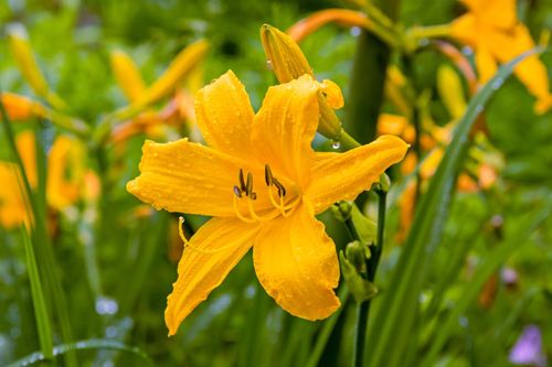 Liliowiec 'Aten' Ciemnożółty Pomarańczowy (Hemerocallis) Doniczka 2.0L na Arena.pl