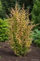Berberys Thunberga Spotty Pillar wielobarwny krzew sadzonka