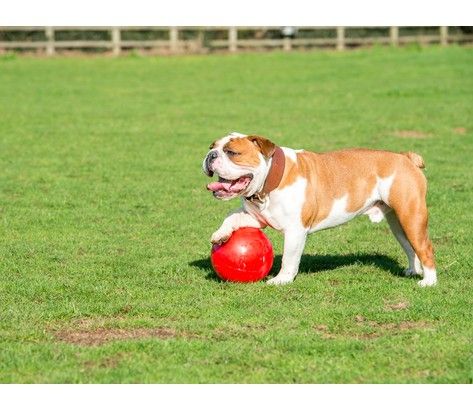 Boomer Ball S - 4" / 11cm czerwona na Arena.pl