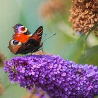 Budleja Dawida 'Lavender Cupcake' (Buddleja davidii) Doniczka 2.0L