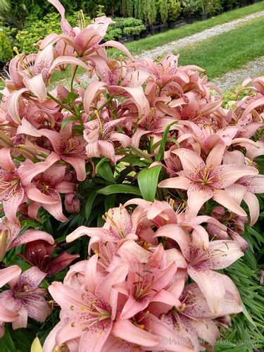Lilia azjatycka Sorocaba na taras i balkon na Arena.pl
