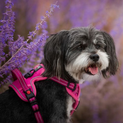 SZELKI BEZUCISKOWE typu GUARD dla psa ELITE M red na Arena.pl