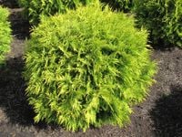P9 THUJA TUJA GOLDEN GLOBE KRZEWY24