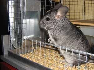 Karmidło S12 na Arena.pl