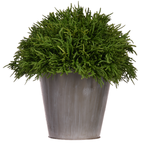 Kula w doniczce 28 cm # na Arena.pl