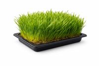 TRAWA dla kota z owsa świeża odkłaczająca gotowa do spożycia 30x25cm