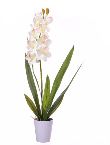Storczyk Cymbidium kompozycja w białej donicy na Arena.pl