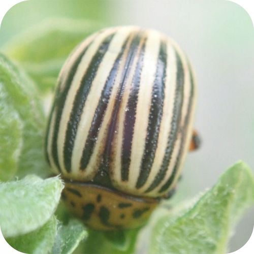 ŚRODEK PREPARAT NA MSZYCE CYPERKILL MAX 500 EC 250ML OWADOBÓJCZY DO na Arena.pl