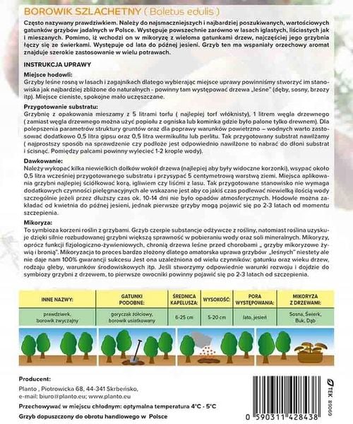 Mikoryza BOROWIK SZLACHETNY leśne grzyby GRZYBNIA zdjęcie 2