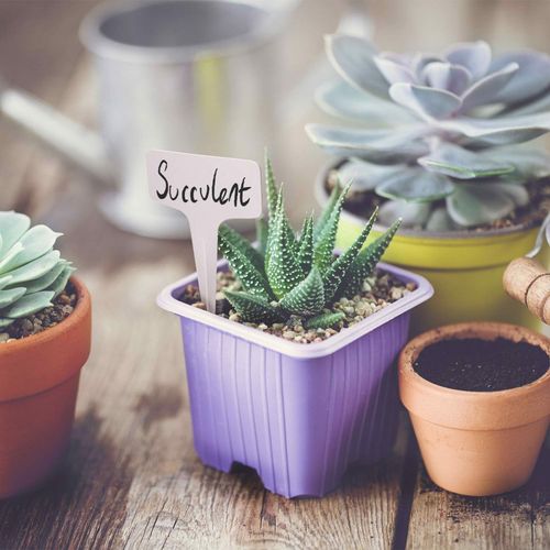 Etykiety do roślin tabliczki 100szt białe na Arena.pl