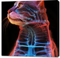 Obraz 100x100cm Anatomia Kota