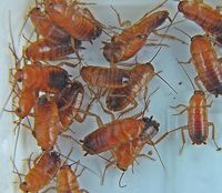 Karaczany tureckie 1-1,5cm (SpidersForge)