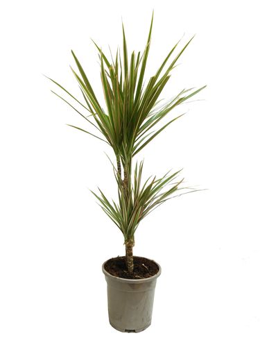 DRACENA BICOLOR 75cm na Arena.pl