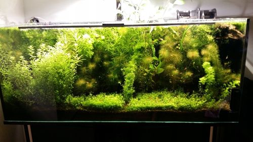 ŻWIREK CZARNY 1-3 mm PODŁOŻE DO AKWARIUM 25kg na Arena.pl