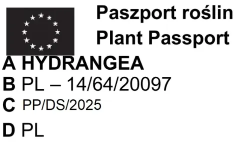 HORTENSJA BUKIETOWA DIAMANTINO - sadzonki 10 / 20 cm na Arena.pl