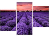 OBRAZ LAWENDOWY GAJ SUNSET