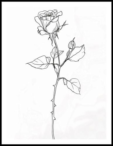 Plakat 60x80cm Kontur Róży na Arena.pl