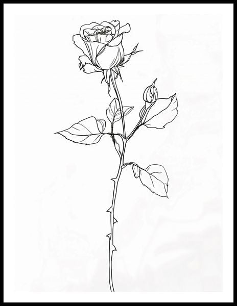 Plakat 60x80cm Kontur Róży zdjęcie 3