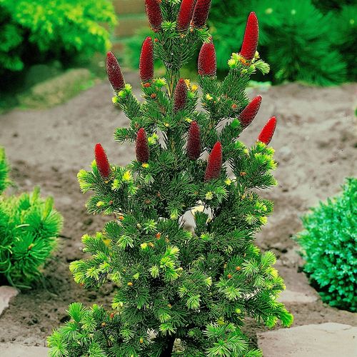 Świerk kłujący LUCKY STRIKE Czerwone szyszki Duże sadzonki C4 na Arena.pl