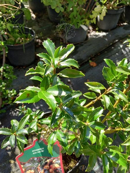 Ostrokrzew Cousin odmiana żeńska zdjęcie 1