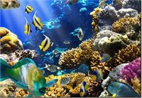 100 70CM OBRAZ PŁÓTNO RAFA KORALOWA PŁÓTNO RAMA