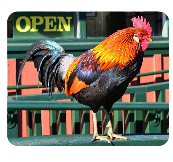 Podkładka pod myszkę Kury zdjęcie 1