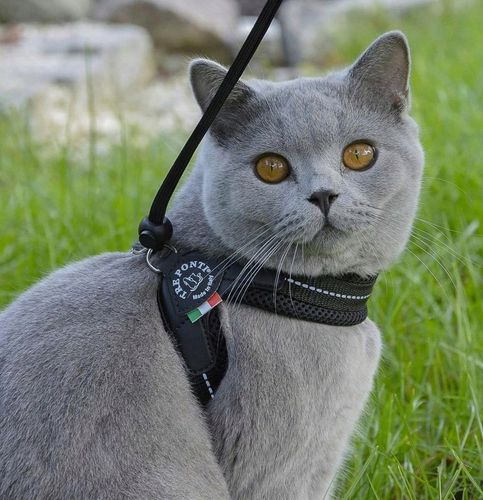 SZELKI dużego kota 43-53cm powyżej 6kg TRE PONTI czarne MIĘKKIE oddychające na Arena.pl