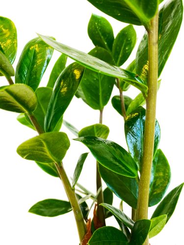 ZAMIOKULKAS (ZAMIOCULCAS) 30cm na Arena.pl