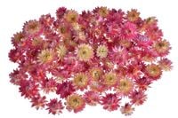 kocanka główka - suszony kwiat 3-5cm, 50g/pacz. różowy WOL-05KOL_PK