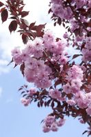 WIŚNIA PIŁKOWANA ROYAL BURGUNDY szczepiona - sadzonki 120 / 140 cm