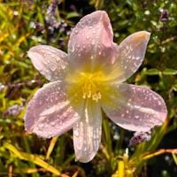 Liliowiec 'Hall's Pink' (Hemerocallis) P13