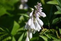 Funkia T- REX - Hosta