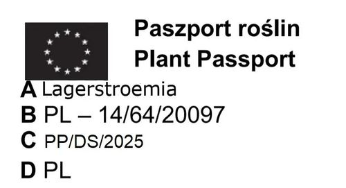 LAGERSTROEMIA BIAŁA czerwony liść - sadzonki 50 / 70 cm na Arena.pl