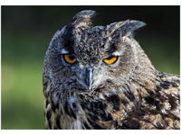 100 70CM OBRAZ PŁÓTNO SOWA FEANS PŁÓTNO RAMA