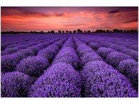 OBRAZ LAWENDOWY GAJ SUNSET