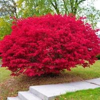 Trzmielina OSKRZYDLONA piękny PŁONĄCY CZERWONY KRZEW odporna SADZONKA