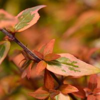 Abelia wielkokwiatowa barwne liście 'Kaleidoscope' (Abelia grandiflora) 2L