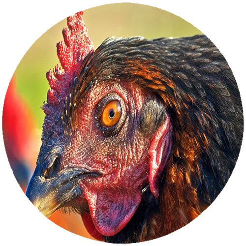 Podkładka pod myszkę Kury na Arena.pl