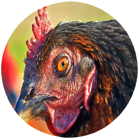 Podkładka pod myszkę Kury zdjęcie 2