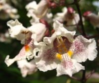 SURMIA ZWYCZAJNA Catalpa bignonioides NASIONA 9000 sztuk - 100g.