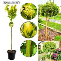 Trzmielina Fortune'a gęsty pokrój NA PNIU 60-90 cm