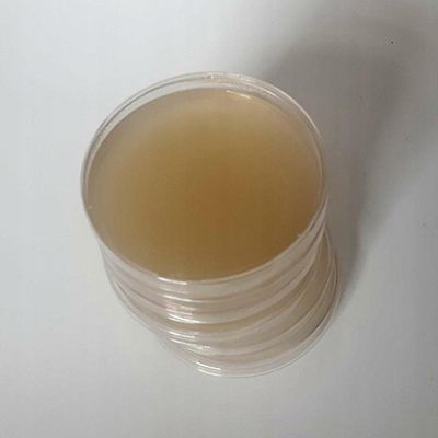 Cordyceps militaris - grzybnia w płynie 10ml na Arena.pl