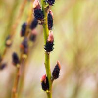 Wierzba 'Kurome' Czarne bazie (Salix gracilistyla) Doniczka 2.0L